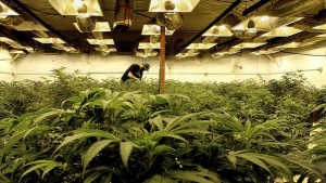 marijuana legalization indoor growing farm cannabis hemp