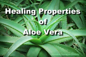 Healing properties of aloe vera alternative resources directory news