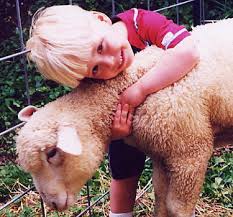 boy loving a baby sheep