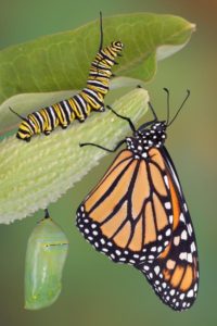 Caterpillar reborn as a butterfly