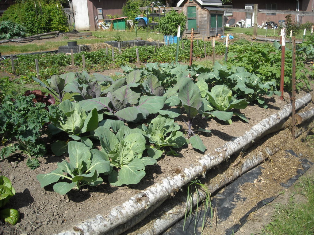  Organic raised bed vegetables
