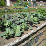 Organic raised bed vegetables