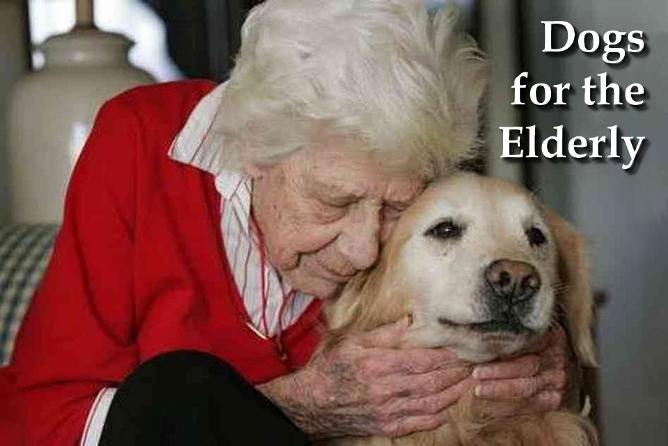 Dogs for the elderly