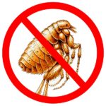 Home remedies for fleas natural flea killer
