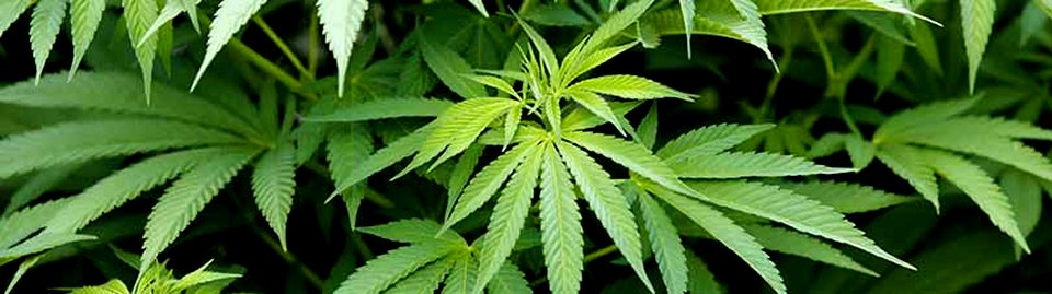 Marijuana drug medicine cure disease