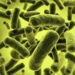 bacteria infections and symptoms