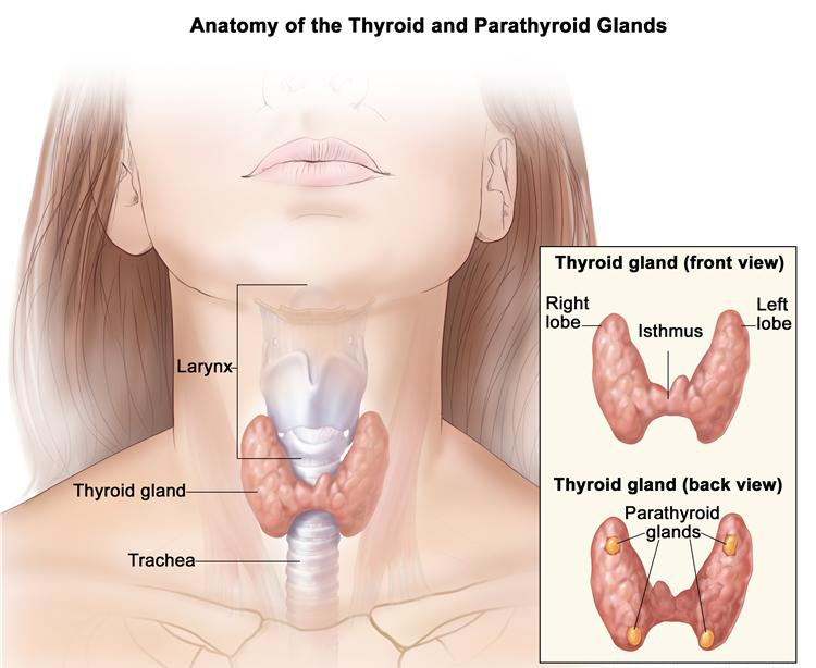 Anatomy of the Thyroid Gland
