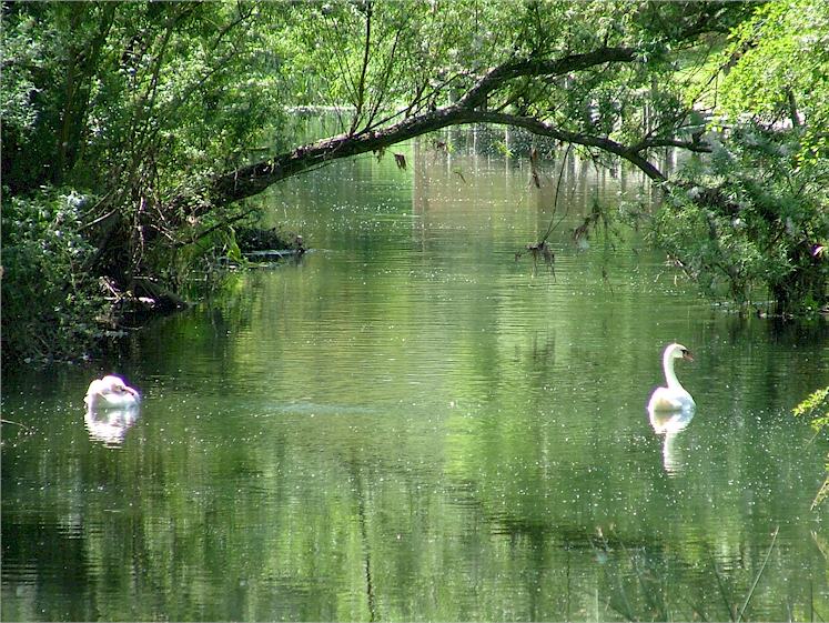 peaceful-swanney-river