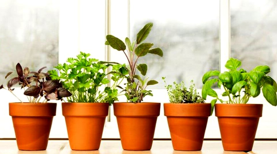 indoor herb garden 5 homegrown herbs basil chives oregano peppermint thyme