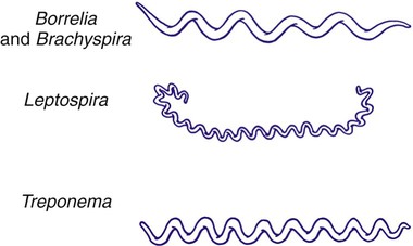 Borrelis bacteris snake